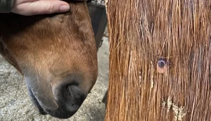 Ny norsk studie: 66 prosent av hestene hadde vært smittet med flåttsykdommer
