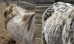 Mattilsynet kommenterer: – Lider ikke