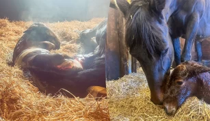 Ett år etter at drømmeføllet døde, kom Sunny: – Hun er solskinnshistorien vi trengte