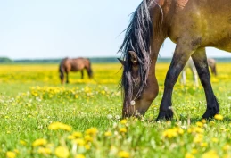 Veterinæren om beiteslipp, forfangenhet og sukkerinnhold i gress