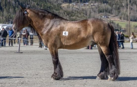 Blir den første borkete dølahingsten i fjellet på over 50 år