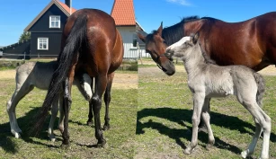 Hoppeføllet fra Østfold har fått en ny mamma