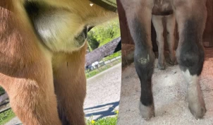 Idni ble bitt av hoggorm: – Fryktet at vi måtte avlive ham