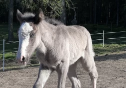 Amme søkes i Østfold