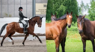 Konkurranserytter Marthe (18) har hestene barfot og på løsdrift