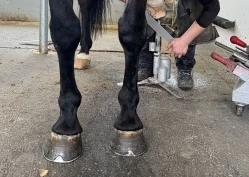 Videreutdanning for yrkesaktive hovslagere: – Målet er å styrke fagkompetansen