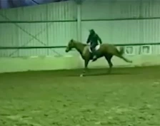 OL-rytter pisket hest over 40 ganger – FEI starter etterforskning