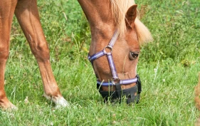 Forfangenhet hos hest – symptomer, behandling og forebyggende tiltak