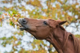 Slik gir du hesten trygge gnagemuligheter