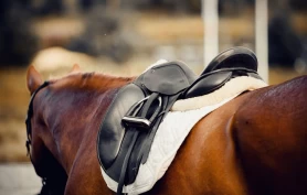 Mulighet til å søke om Rikstoto-midler til hestebasert aktivitet