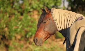 Sommereksem: Tilrettelegging, behandlingsmuligheter og vaksine