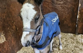 Hingsteføll søker amme i Nordland