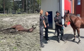 Lukas satt fast i paddocken – ble reddet av brannvesenet