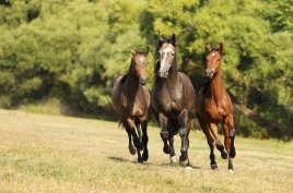Ny internasjonal organisasjon setter etikk og hestevelferd på agendaen