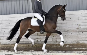 Donkey Boy klones – nå er tre surrugathopper drektige