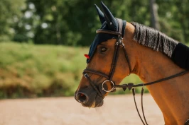 For stram nesereim hemmer hestens prestasjon, ifølge ny studie