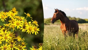 Forskning viser: Hester unngår ikke alltid giftplanten landøyde