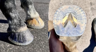 Hestesko som utfordrer tradisjonen