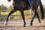 Dressurhester skader seg oftere – ny studie viser tydelige forskjeller