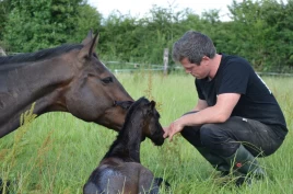 Skal hesteavl være bærekraftig, må det behandles som en seriøs virksomhet