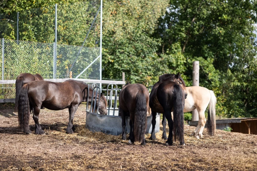 På Gaustad går hest i terapi og hestevelferd hånd i hånd