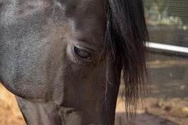 Forskere utvikler nye metoder for å oppdage depresjon hos hest