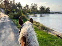 Skal ha skremt hestene bevisst: – Sett mye rar kjøring, men aldri noe som dette