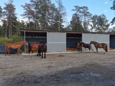 Aktiv stall: – Fôring og mosjon satt i system i en helårs løsdrift