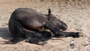 Slik kan du forebygge kolikk