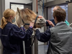 Hvorfor er hester spesielt utsatt for kolikk?