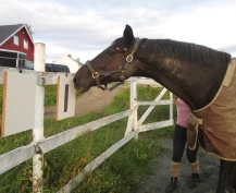 Atferdsterapeut Turid Buvik: – Straff og vold gjør hestens atferd enda farligere