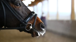 K Overdreven skumming kan være et tegn på ubehag og stress