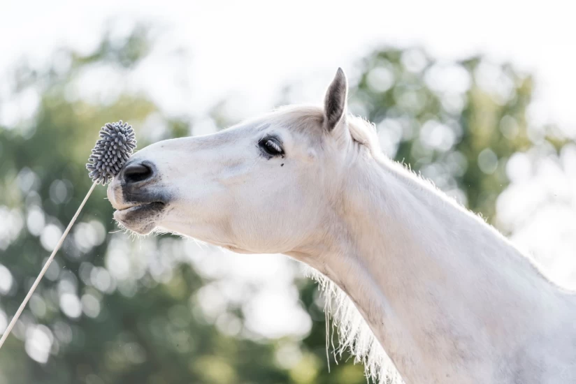 Hvordan gjøre treningen til en lek?