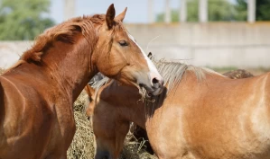 Fôring utendørs del 3: Mattilsynet om hygiene, fôring på bakken og høynett