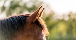 Hva sier loven når hesten forårsaker skade?