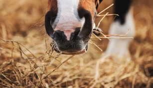 Derfor er tilstrekkelig tyggetid så viktig for hestens helse