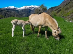 Ny forskning: Norsk hestehold har stor verdi for landbruket
