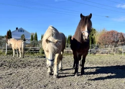 Firbente terapeuter: – Hestene våre er nøye utvalgt