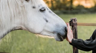 Hesten som terapeut – nye studier viser lovende resultater