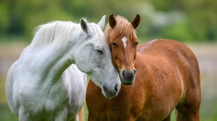 Kompisens død kan merkes hos hesten i et halvt år