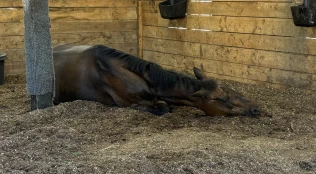Hoppe måtte avlives etter skader forårsaket av rømt hingst