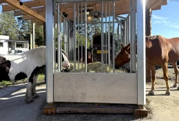 Fôring utendørs del 1: – Jeg tror dette er fremtidens måte å fôre på