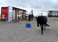 De siste hestene på Svalbard blir pensjonister i Tromsø