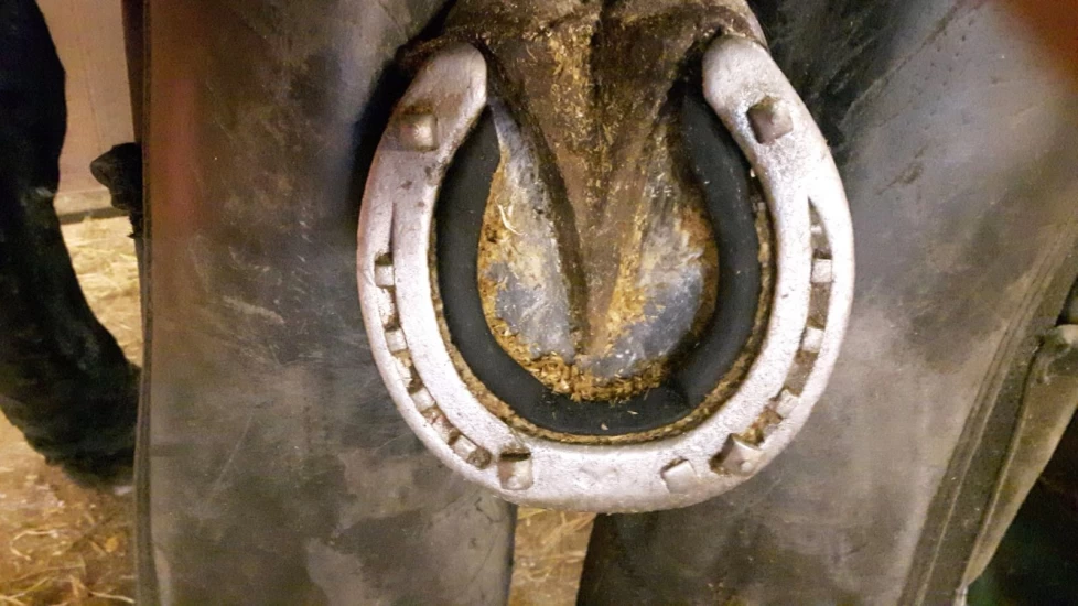 Tid for vintersko: Hvordan påvirker brodder hesten?