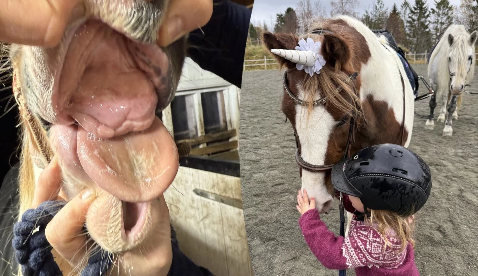 Trakk alle fortennene: – Nå er Mellis er full av liv igjen