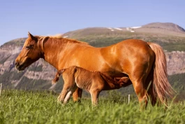 Nye tiltak skal øke interessen for nordlandshesten: – Vil få flere innkjørt