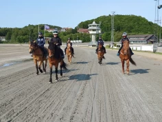 Jobber for økt bruk av nordlandshest i ponnitravet