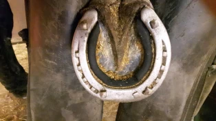 Tid for vintersko: Hvordan påvirker brodder hesten?