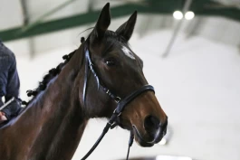 Danmark tillater bittløst: – Skaper ikke problemer