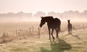 Når avl møter algoritmer: Oppdretternes nye virkelighet